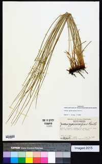 Juncus gymnocarpus image