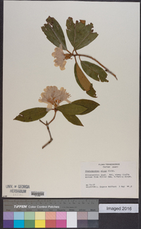 Rhododendron minus image