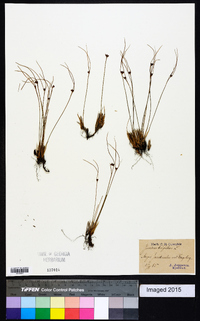 Juncus trifidus image