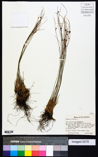 Juncus trifidus image