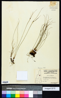 Juncus trifidus image