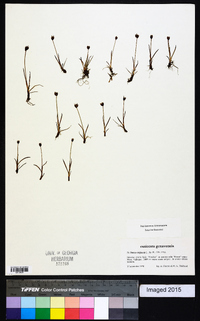 Juncus triglumis image