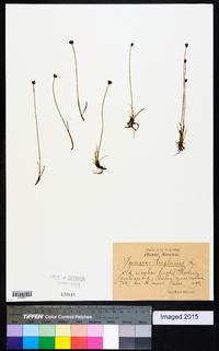 Juncus triglumis image