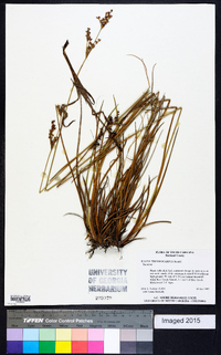 Juncus trigonocarpus image