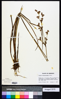 Juncus trigonocarpus image