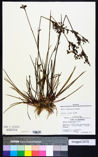 Juncus trigonocarpus image