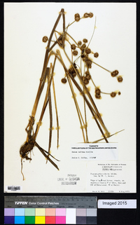 Juncus validus image