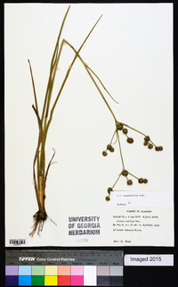 Juncus validus image