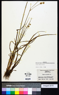 Juncus validus image