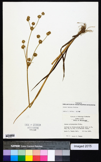 Juncus validus image