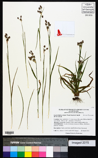 Luzula bulbosa image