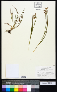 Luzula bulbosa image