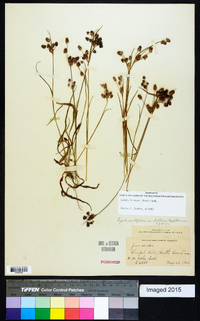 Luzula bulbosa image