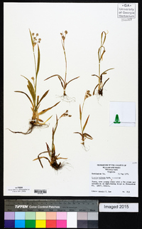 Luzula bulbosa image