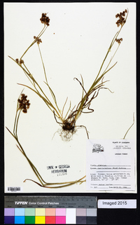 Luzula bulbosa image