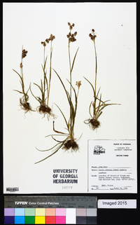 Luzula bulbosa image