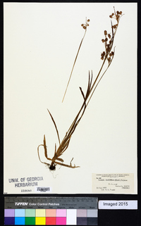 Luzula multiflora image