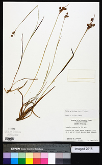 Luzula multiflora image