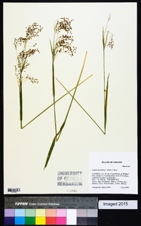 Luzula parviflora image