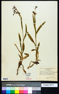 Luzula parviflora image