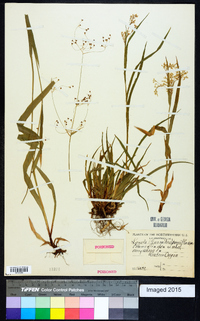 Luzula parviflora image