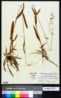 Luzula parviflora image