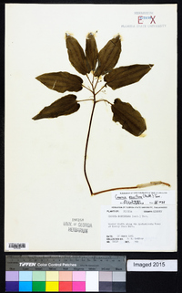 Croomia pauciflora image