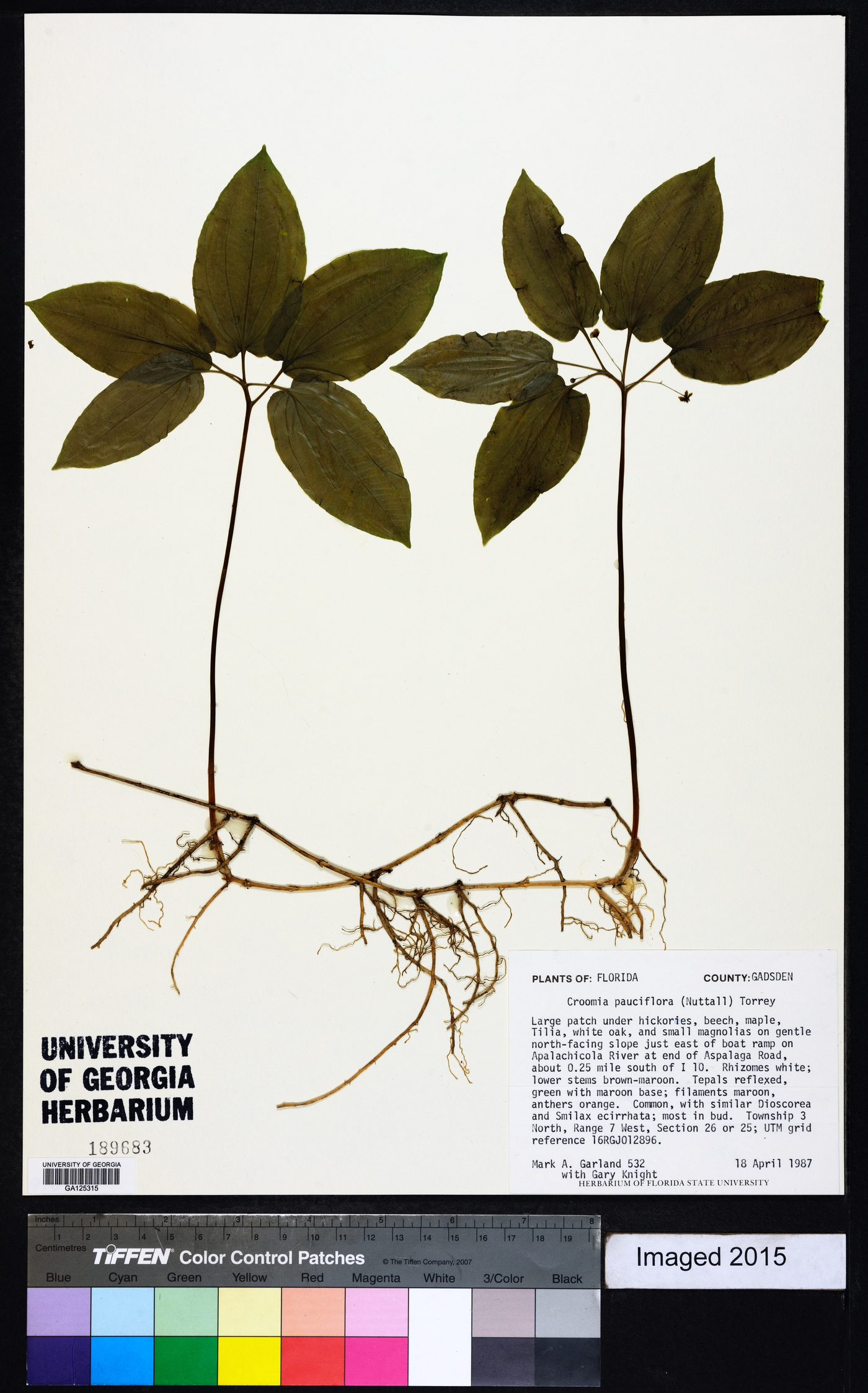 Croomia pauciflora image