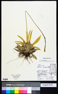 Aletris lutea image