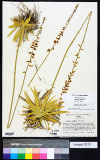 Aletris lutea image