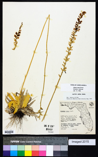 Aletris lutea image