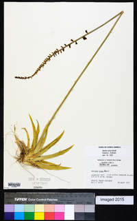 Aletris lutea image