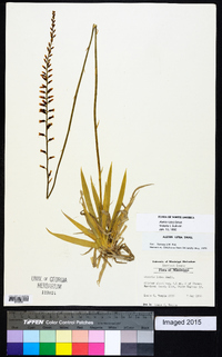 Aletris lutea image