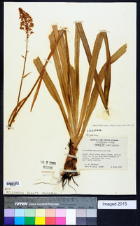 Amianthium muscitoxicum image