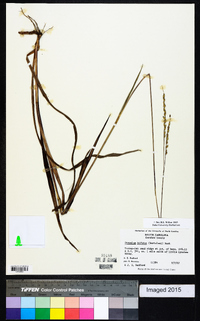 Paspalum bifidum image