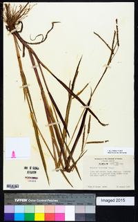 Paspalum boscianum image