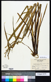 Paspalum boscianum image