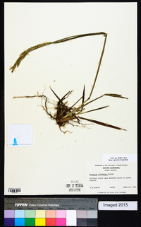 Paspalum dilatatum image