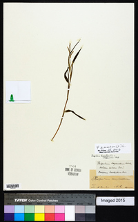 Paspalum dissectum image