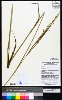 Paspalum urvillei image