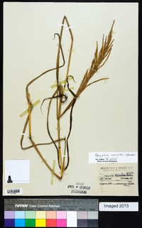 Paspalum urvillei image
