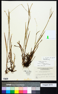 Paspalum setaceum var. setaceum image