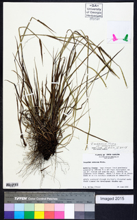 Paspalum setaceum var. setaceum image