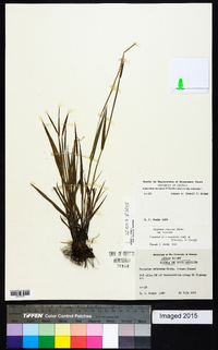 Paspalum setaceum var. setaceum image
