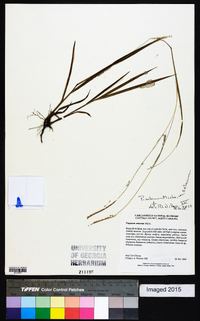 Paspalum setaceum var. setaceum image