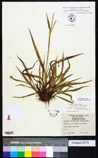 Paspalum setaceum var. muhlenbergii image