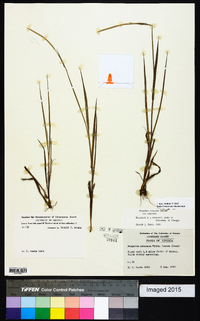 Paspalum setaceum var. setaceum image