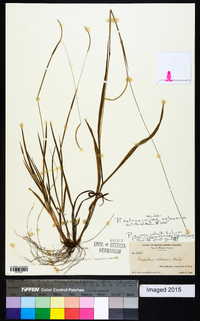 Paspalum setaceum var. setaceum image