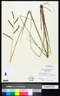 Paspalum plicatulum image