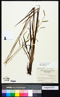 Paspalum praecox image